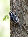Black and White Warbler 2676